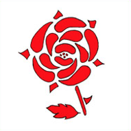 red rose